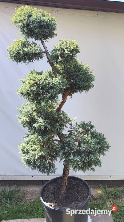 Bonsai Niwaki jałowiec łuskowy Holger Medynia Łańcucka