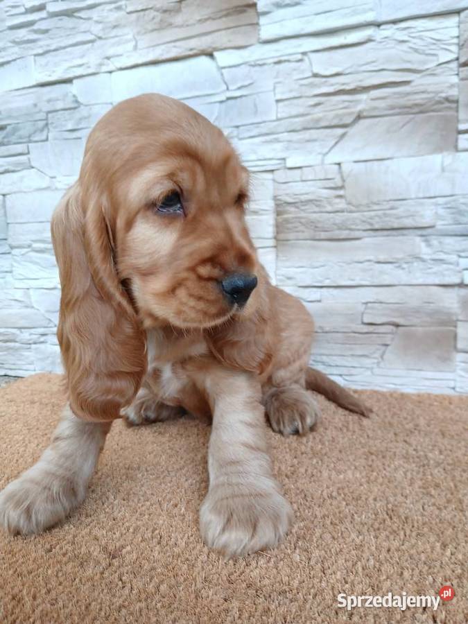 Śliczny Cocker Spaniel Angielski Sieradz