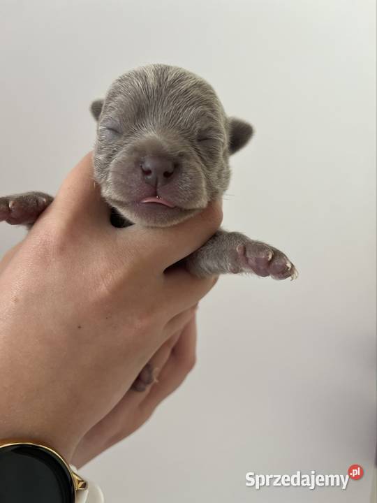 Chihuahua szczeniaki śląskie Piasek