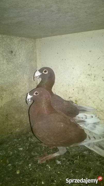 Sprzedam rzeszowskie gołębie czerwone żółte siwe podkarpackie Mirocin