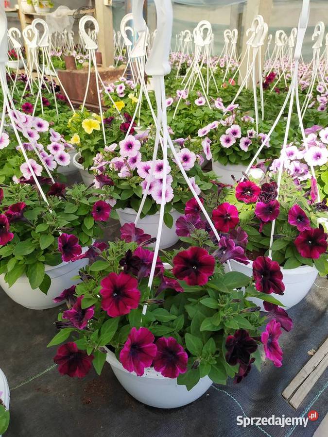 Pelargonie begonie surfinie i inne Rośliny sprzedam