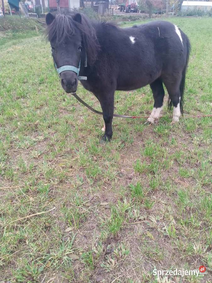 kucyki Konie Wyszynki