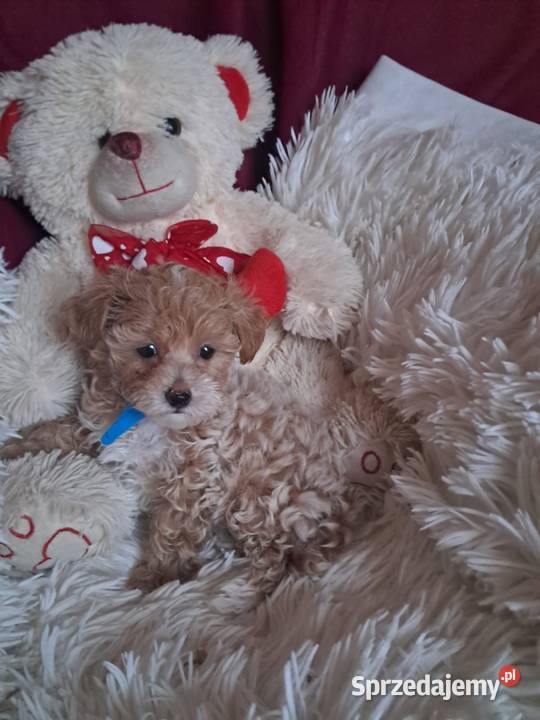 Maltipoo piesek mama maltańczyk tata pudel toy Busko-Zdrój
