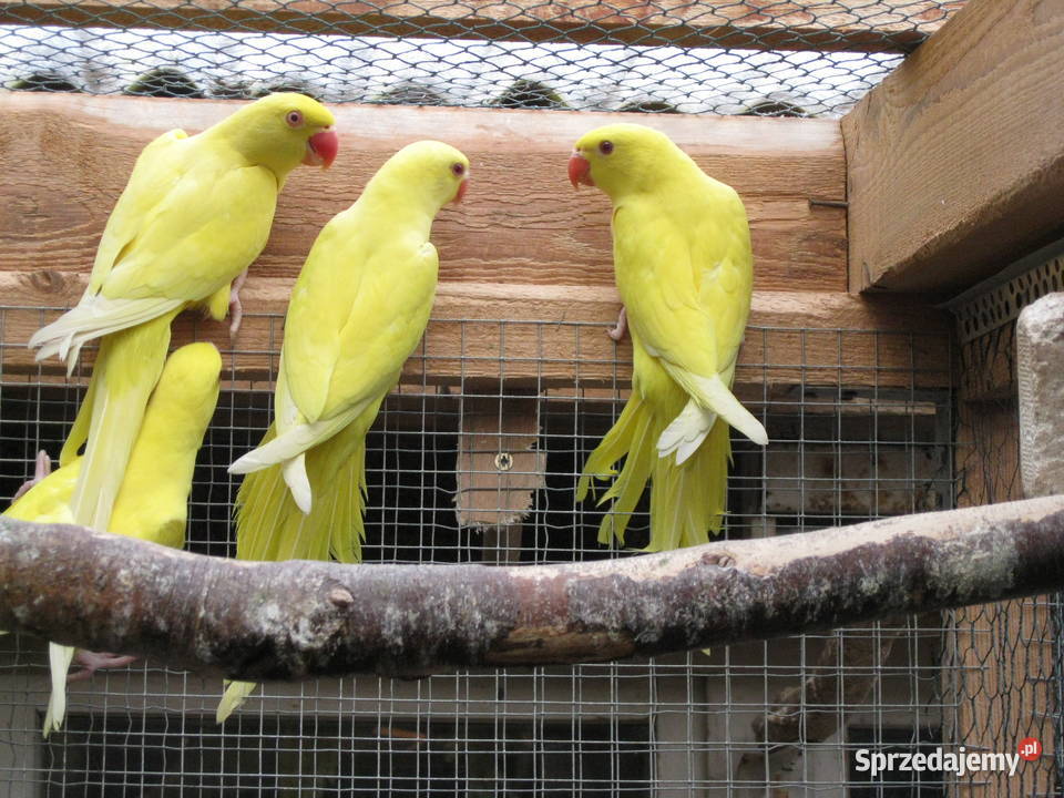 Aleksandretty Obrożne z 24 r różne kolory Luboń