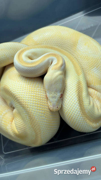 Pyton królewski Albino Mojave Enchi Leopard Pułtusk