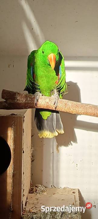 Lora wielka samce i para lęgowa Jastrzębie-Zdrój sprzedam