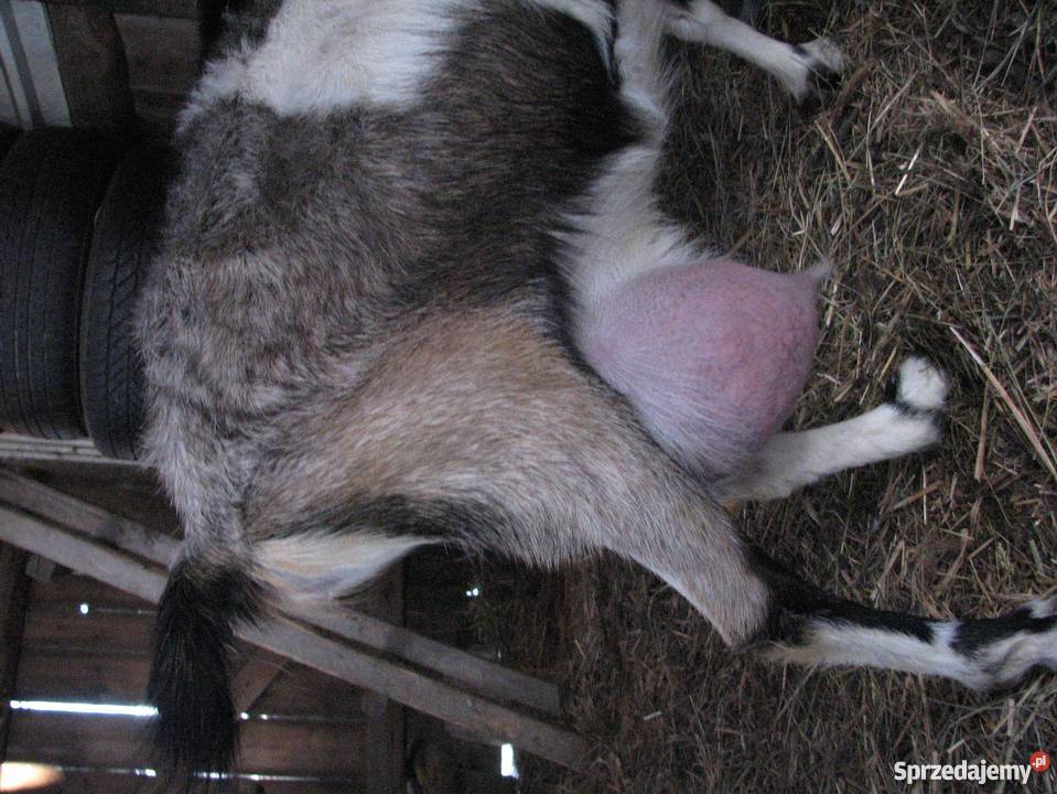 TANIO Młode KOZY kózki koźlęta koziołki capki Janów