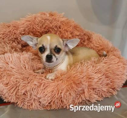 Chihuahua śliczna beżowa suczka z rodowodem Częstochowa sprzedam