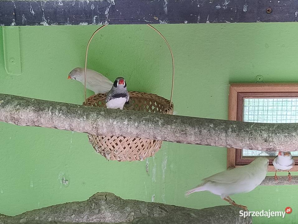 Zeberki austraulijskie Blachownia