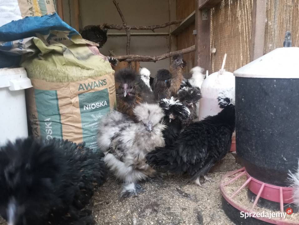 Kury ozdobne silki czubatka polska białoczuba Kozy