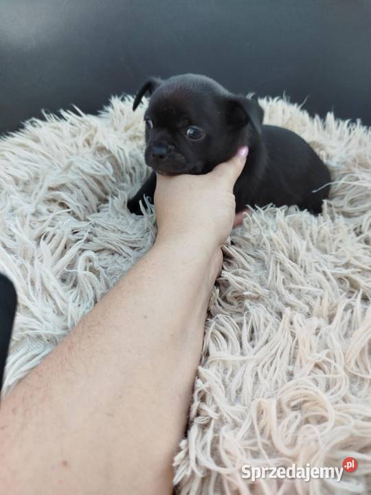 Piesek chihuahua Warszawy gotowe do zmiany domu Płońsk