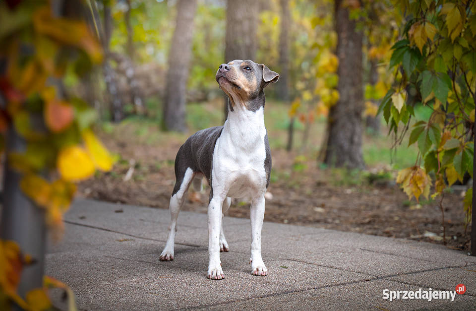TERIER BRAZYLIJSKI szczenięta z rodowodem