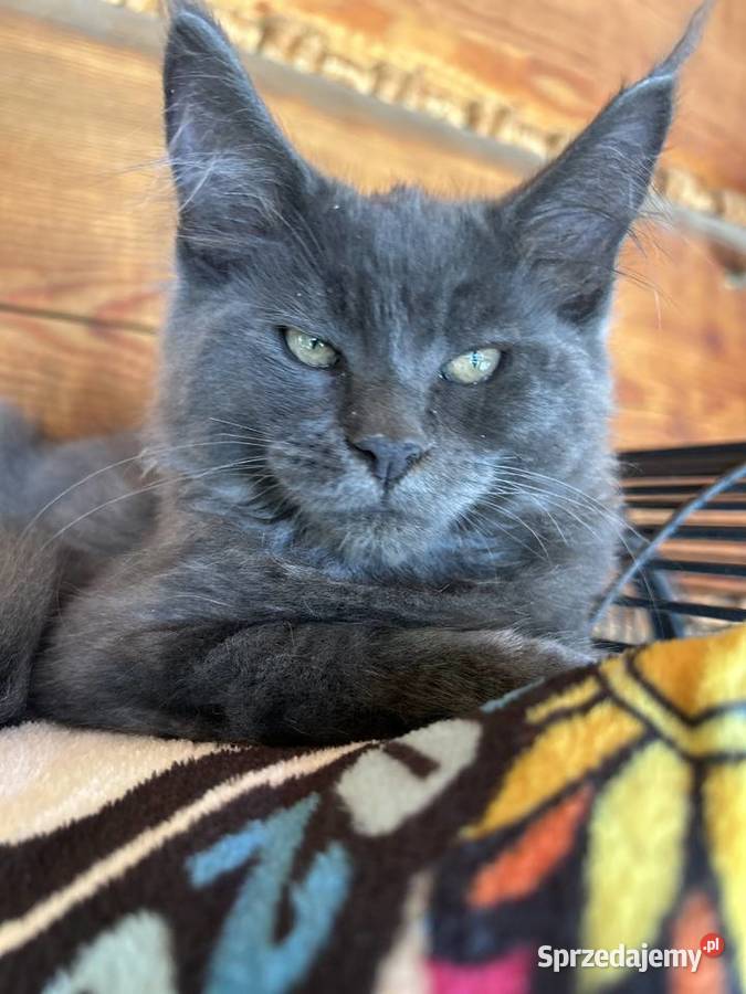 Maine coon