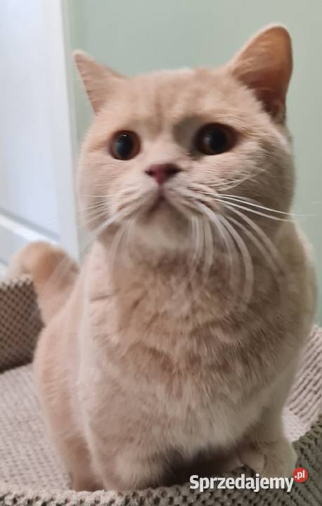 Kocur brytyjski kremowy Wierzyce
