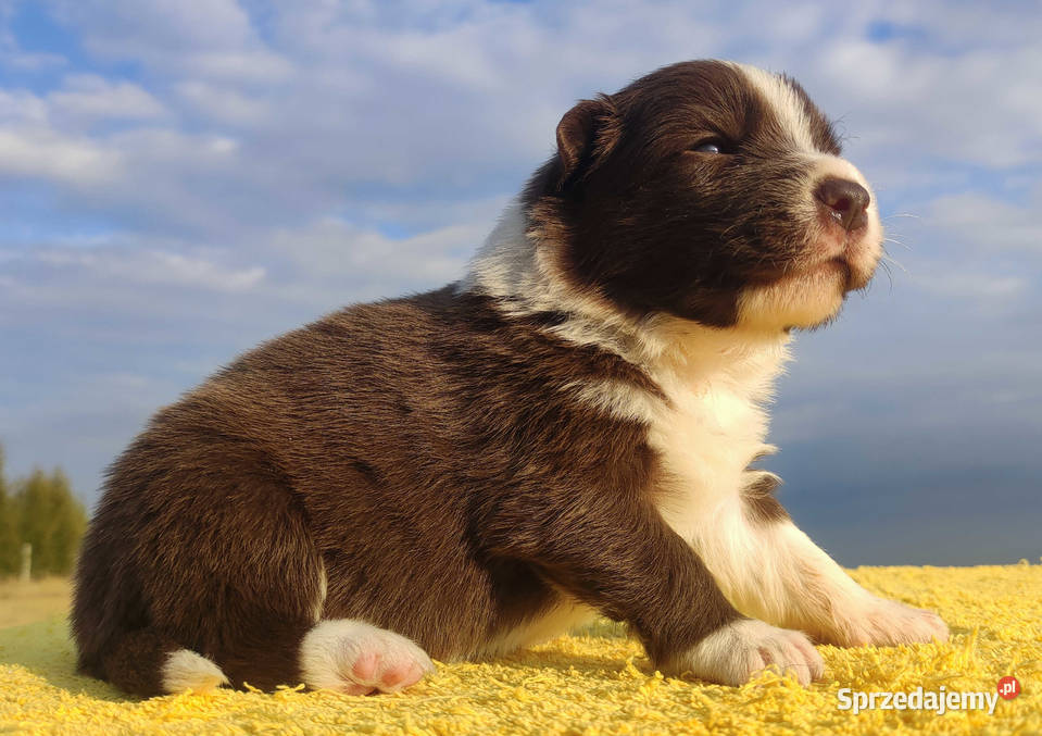 Rasowy sczeniak Border Collie czekoladowej maści Iwonicz
