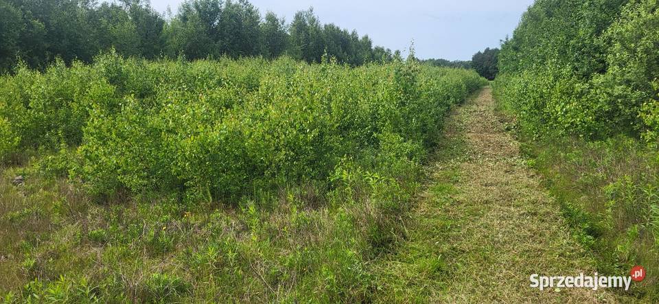 Usługi kosiarką bijakową koszenie trawy ugorów Radom