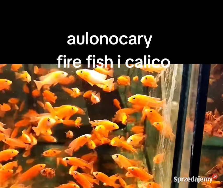 Aulonacararyby rośliny akwariowe Poznań