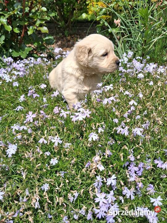 Szczenięta Golden Retriver Limanowa