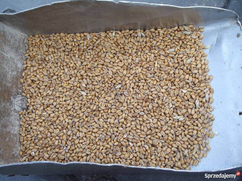 Pszenica Ostroga centrali świętokrzyskie sprzedam