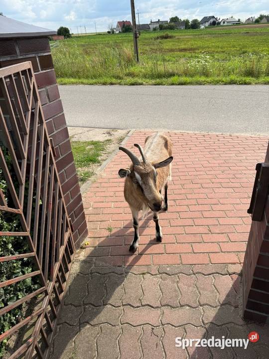 Koza Basia wielkopolskie Fabianów