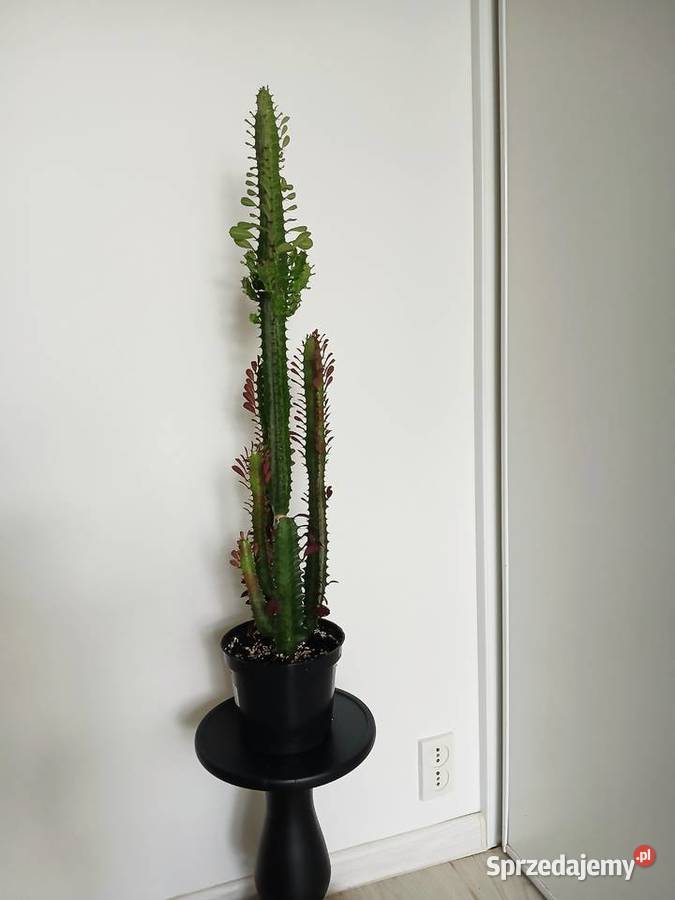 2w1 UNIKAT Euphorbia Trigona Rubra Green Częstochowa
