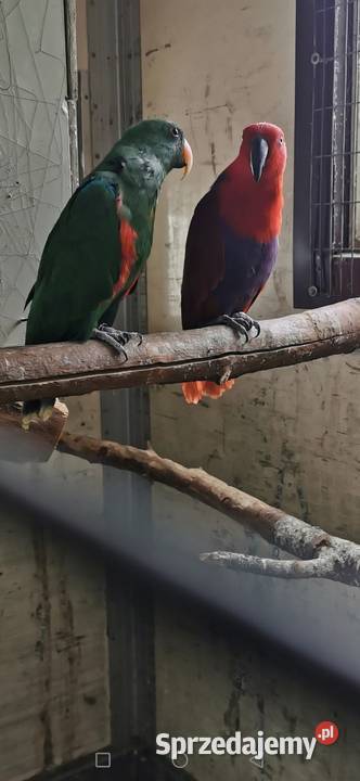 Kakadu Różowe Goffini Lutino Ara Marakana Ara Poznań