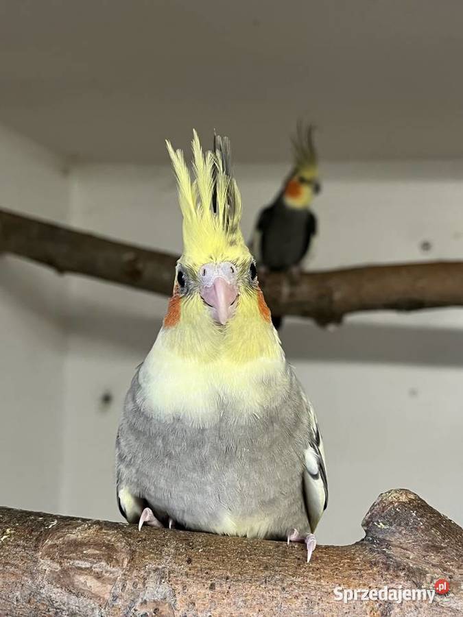 Nimfy wystawowe 2026 Przeworsk