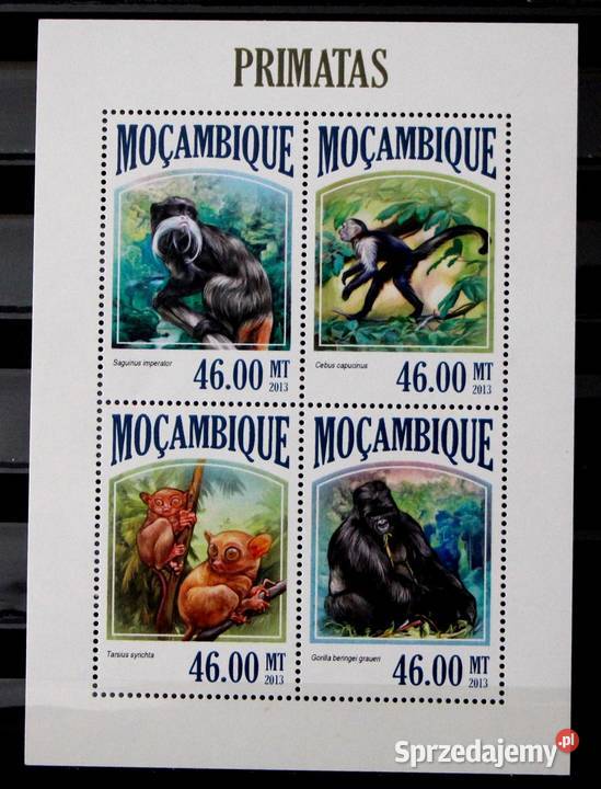 Mozambik małpa 1 wielkopolskie Oborniki