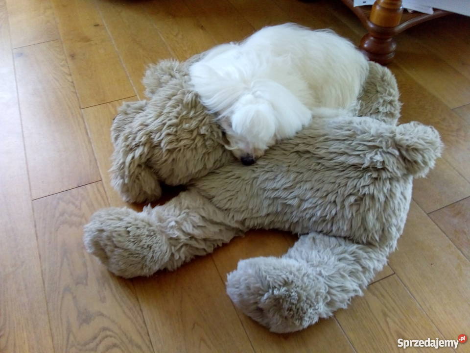 Szczenięta Coton de Tulear wspaniałe psy do Chihuahua Ciechanów