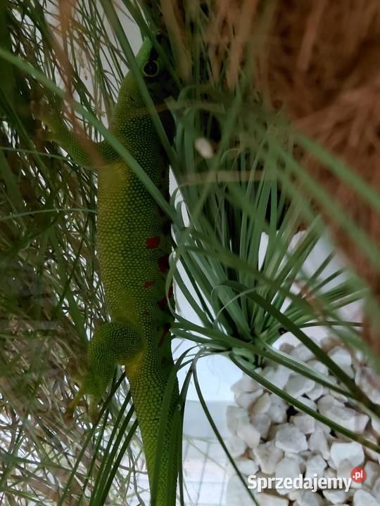 Jaszczurka felsuma madagaskarska Gady i płazy Stanisławice