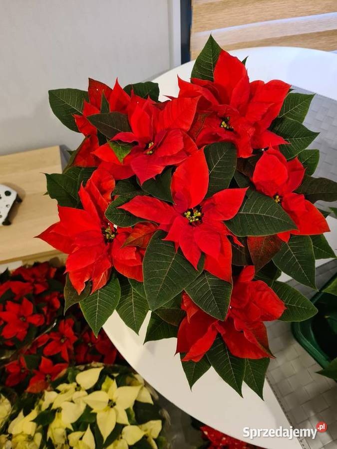 CHOINKA Świerk srebrny 80100 Szkółka Producent Rydzyny