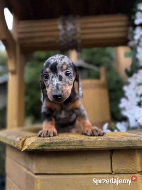 Cudowny Piesek jamnik miniaturowy blue merle z Katowice