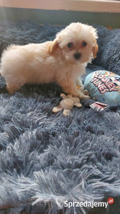 Maltipoo szczeniaczki mazowieckie Płońsk
