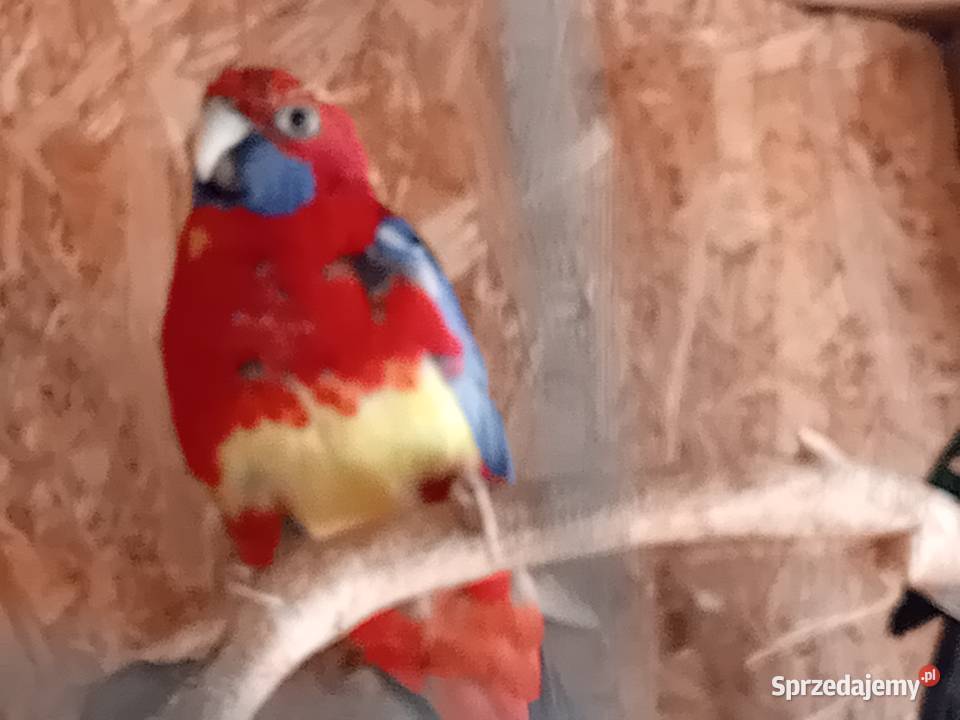 Rozelke królewskie para legowa Przeworsk