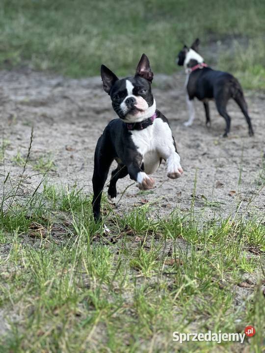 Boston Terrier FCI ZKwP Chamionie szczenię Olsztyn