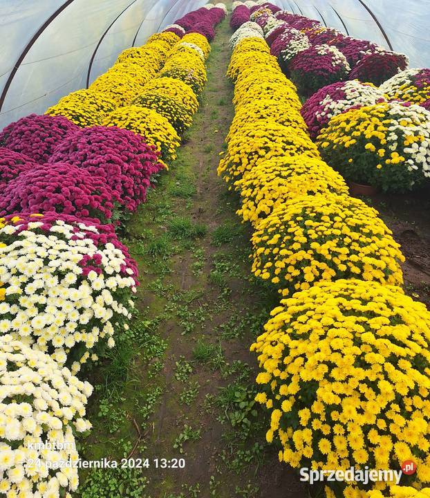 Chryzantemy producenta Małkinia Górna