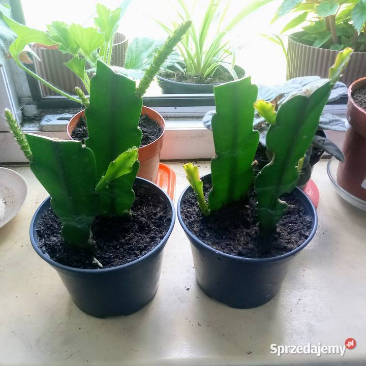 Epifilium Epiphyllum sukulent sprzedam