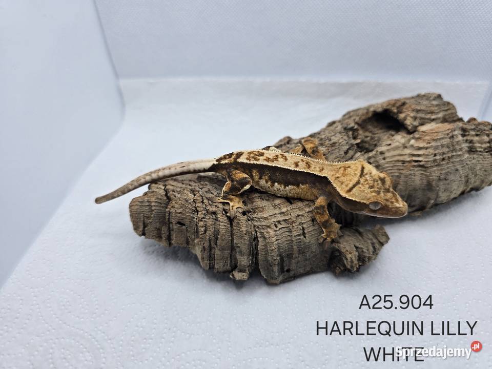 Gekony orzęsione Zawiercie