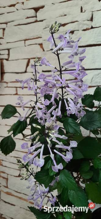 Plectranthus Mona Lavender roślina mazowieckie Warszawa