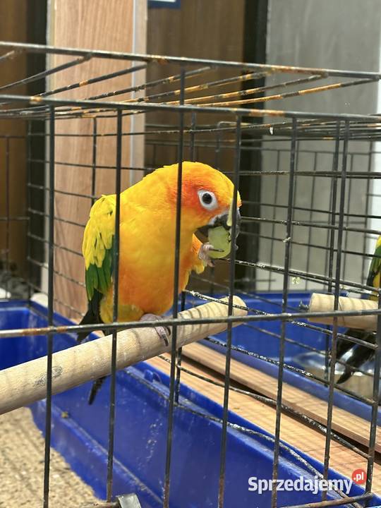 Konura słoneczna samica 3 letnia Ośno Drugie sprzedam