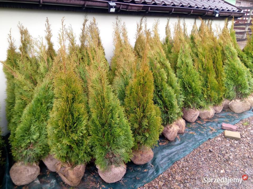 Tuja szmaragd szmaragdowa tuje thuja smaragd Gorlice sprzedam