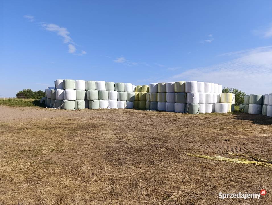 Koniczyna bele sianokiszonki Kruklanki