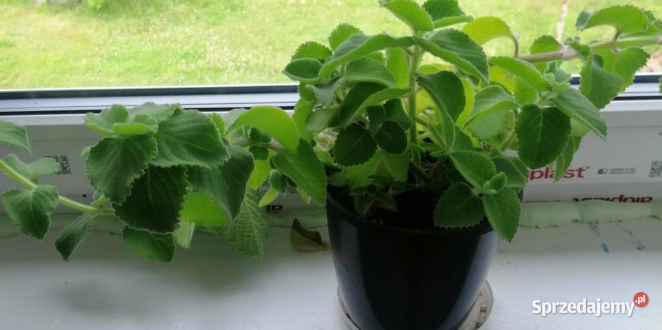 Oregano kubańskie młoda pięknie ukorzeniona Gdynia