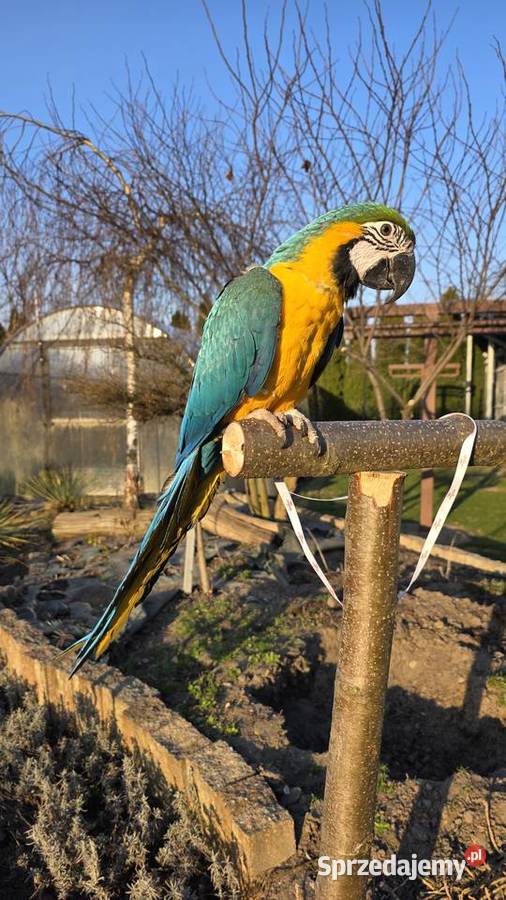 Ara Ararauna Samica ręcznie karmiona