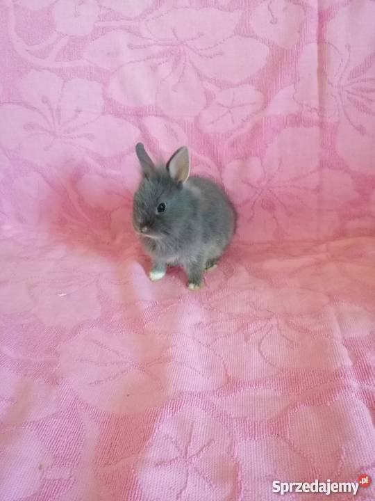 Króliczki karzelki króliczki miniaturki