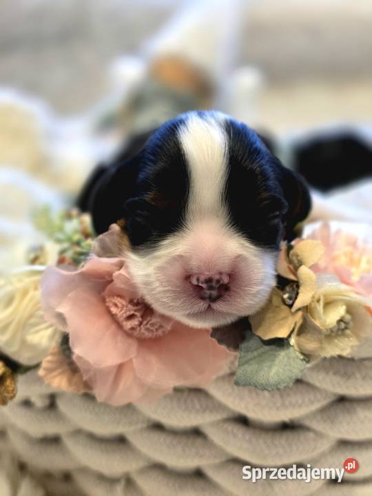 Piesek przebadanych genetycznie rodzicach Nowy Sącz