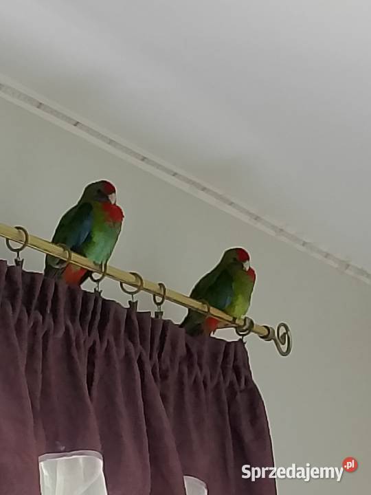 Papugi rozelle królewskie Drawski Młyn