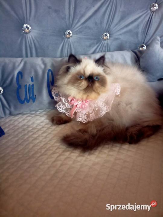 Dziewczynka himalajska rodowód fpl śląskie Katowice