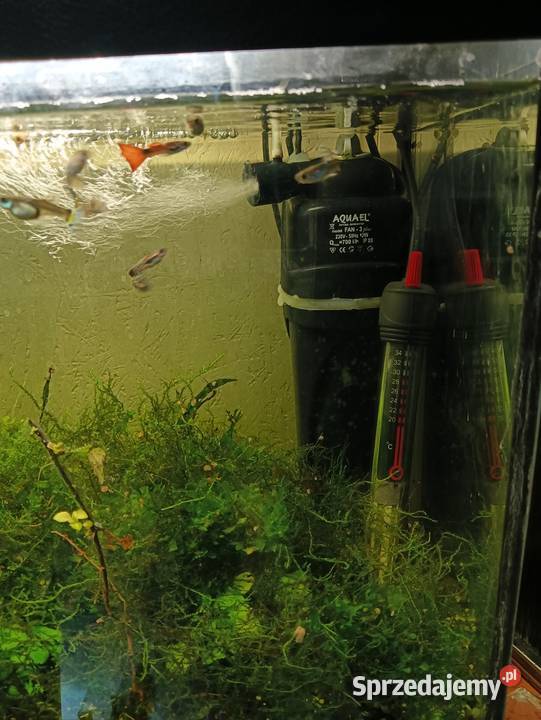 Akwarium 603530 Grabowo Kościerskie