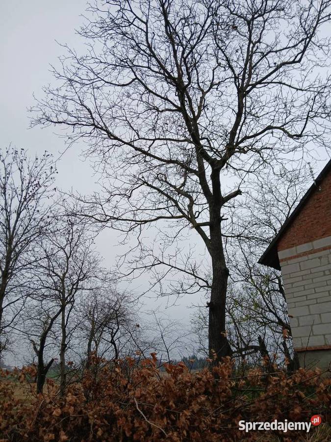 Orzech Włoski 170 obwodu Jarosław